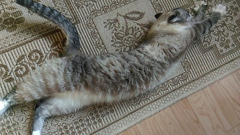 Дерзкая свинина Чернуха и Беляшик, кот, фото