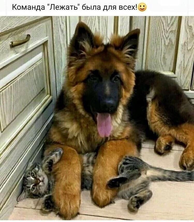 Юмор из интернета 695 позитив,смех,улыбки,юмор