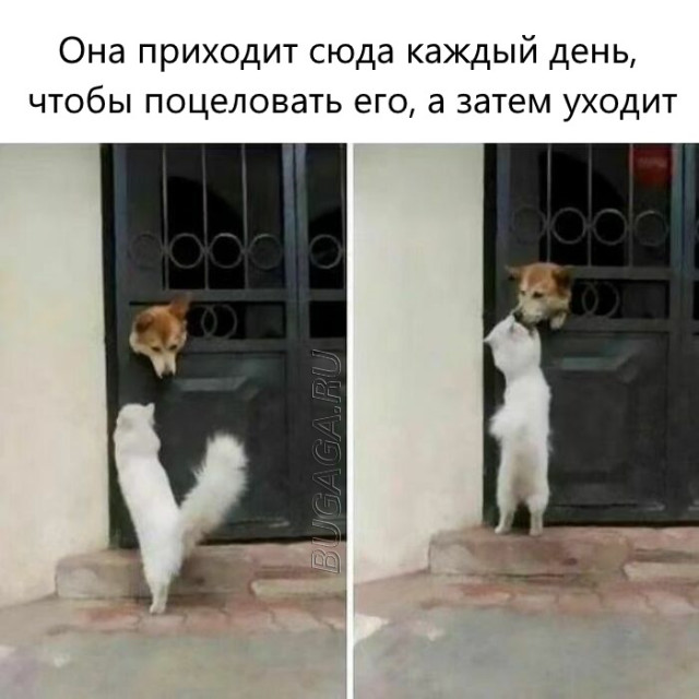 Прикольные мемы для любителей животных Прикольные мемы для любителей животных