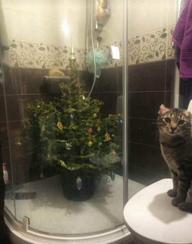 Фотография: 20 забавных фотографий котов, которые заставят вас смеяться №14 - BigPicture.ru
