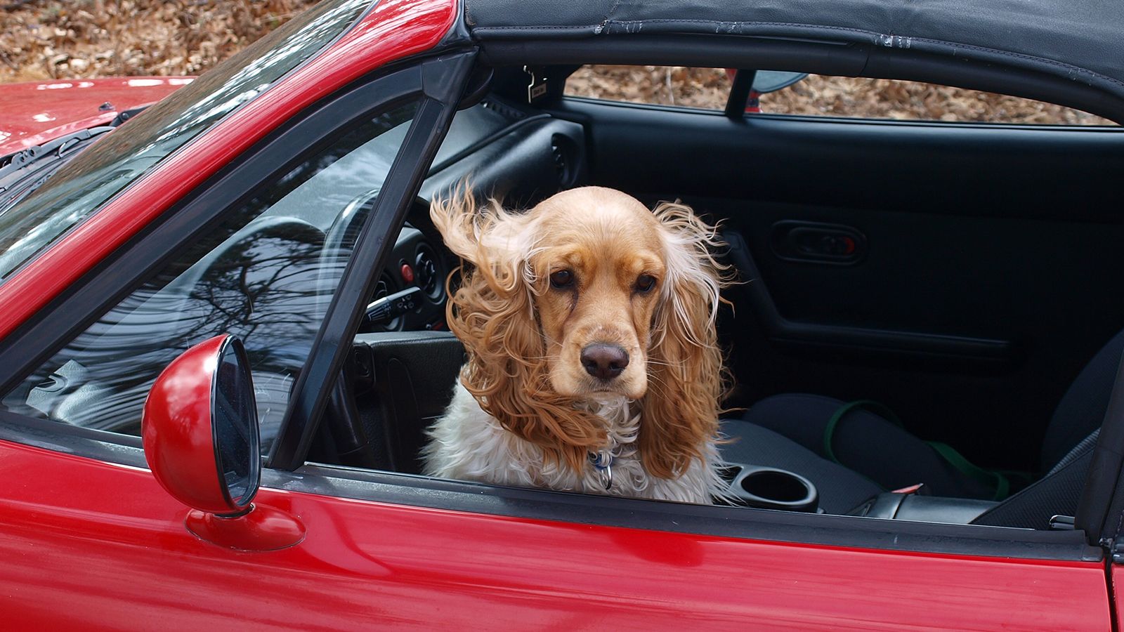 Уборка за собаками: что повлияет на чистоту российских городов, рассказала представитель РКФ