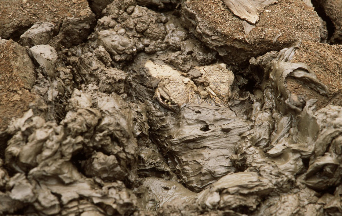 Короли камуфляжа из животного мира Короли камуфляжа из животного мира животные