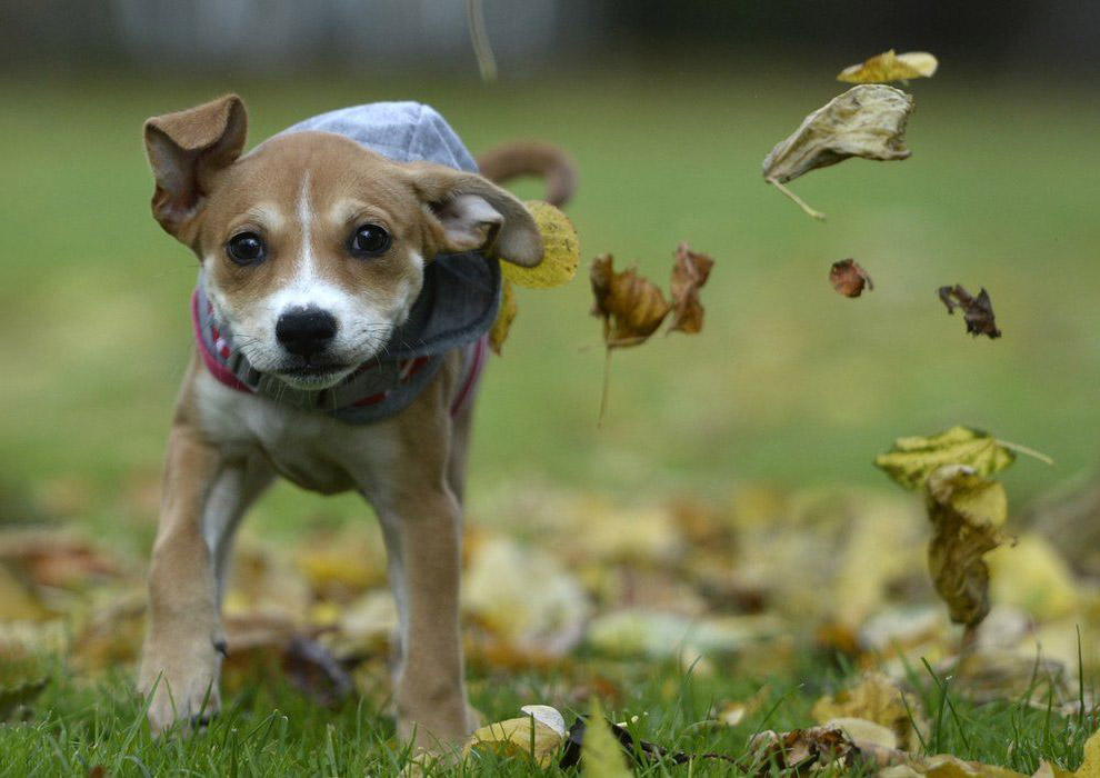Осень в Великобритании Осень в Великобритании осень