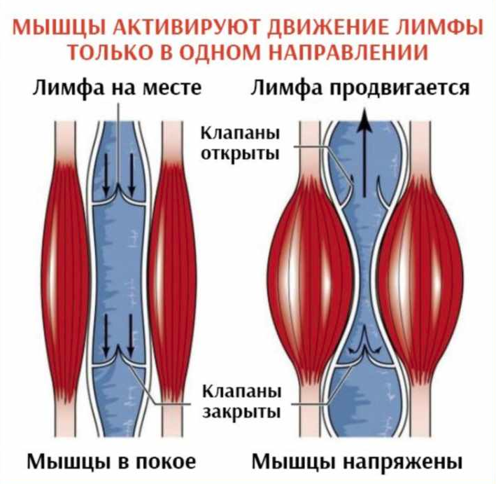 Волевая гимнастика от академика Микулина. На 3 минуты! Самая невидимая из всех невидимых! Микулин, Микулина, мышцы, мотор, возрасте, такой, организма, итоге, гимнастики, только, академик, делать, может, возможности, своей, изменяется, очень, системе, систему, Александрович