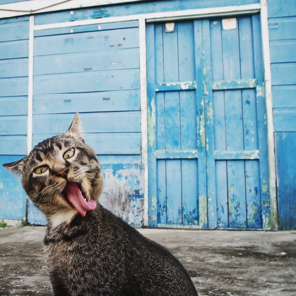 Победители Comedy Pet Photography Awards 2017