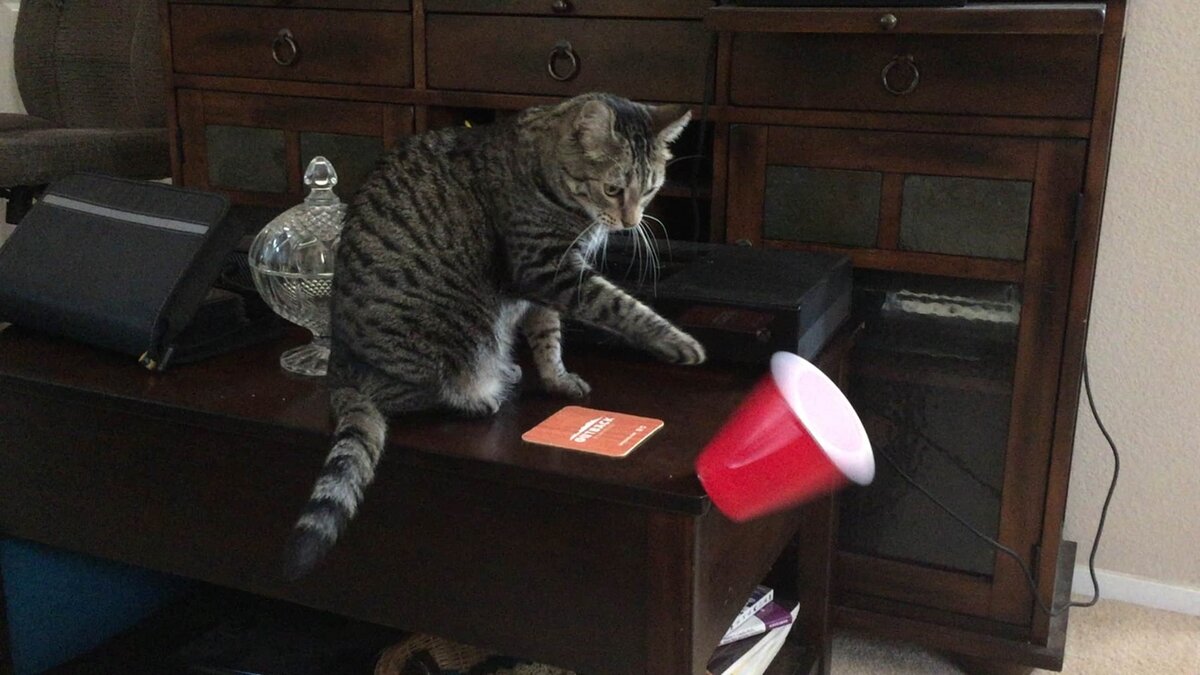 Кот скидывает вещи со стола