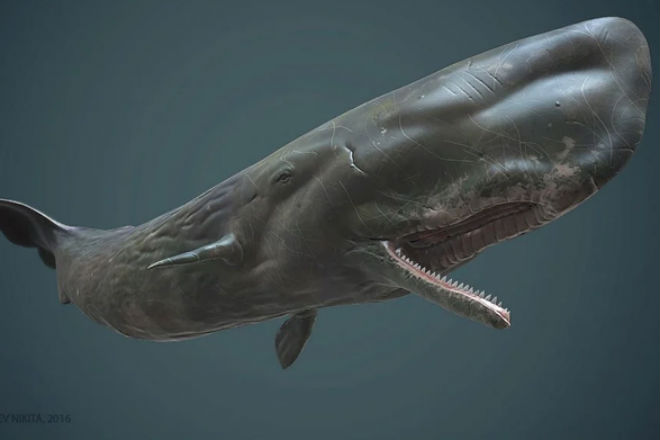 Почему кашалот намного опаснее кита акула,кашалот,океан,охота,Природа,Пространство,хищник