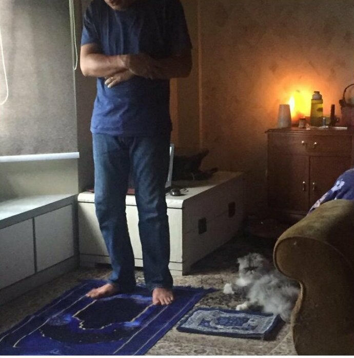 "Мой отец попытался отучить кота мешать ему во время молитвы, купив для него собственный коврик. Сработало!" Посты, Социальные сети, домашние животные, животные, забавно, кошки, смешно, фотографии