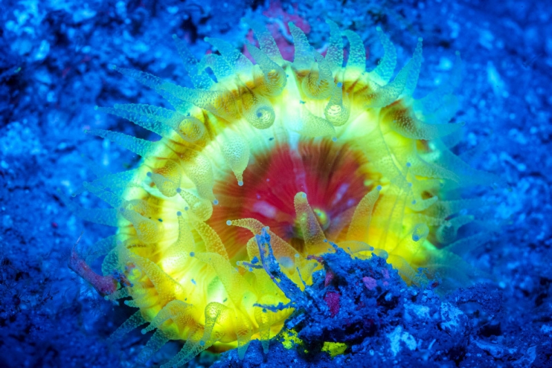 «Аватар» подводного мира: необычные светящиеся существа морей