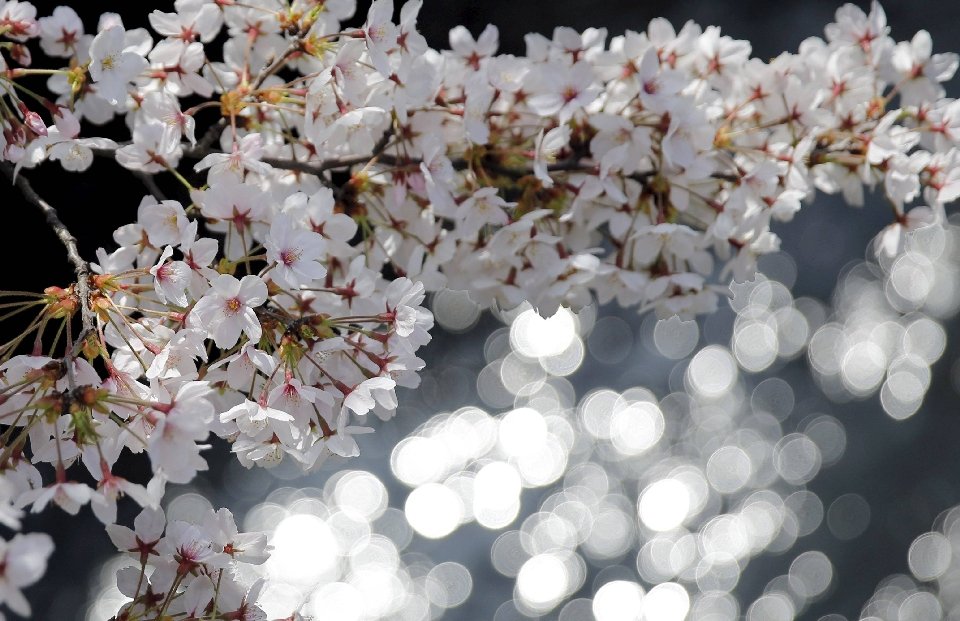 Завораживающее зрелище: ханами — традиция любования цветением сакуры HANAIREUTERS , вишни, Токио, цветущей, PhotoShizuo, Kambayashi , PETERREUTERS , THOMAS, начинается, цветущими, цветения, Ханами, красотой, Японии, сакурой, каждый, садятся, также, парков, самых