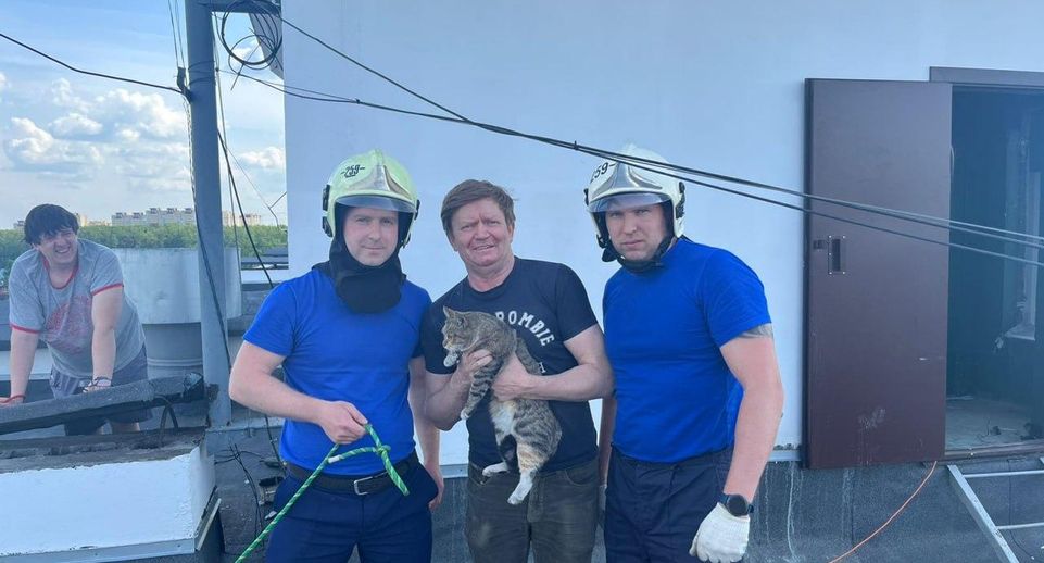Подмосковные спасатели помогли кошке выбраться из вентиляционной шахты в Ногинске