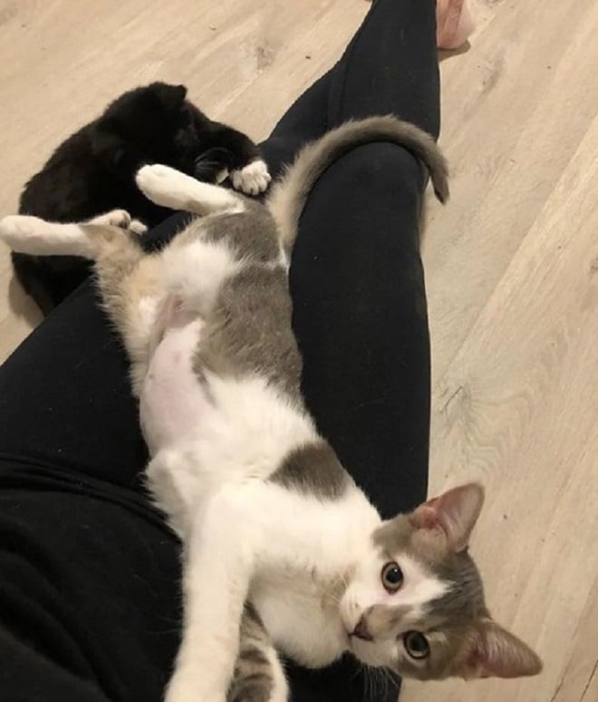 Котенок лежит