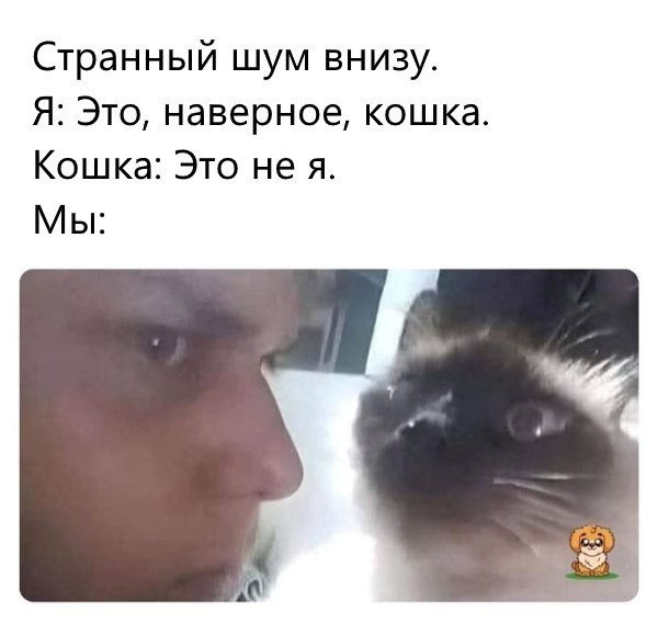 Прикольные мемы для тех, кто любит кошек: «Странный шум внизу…»