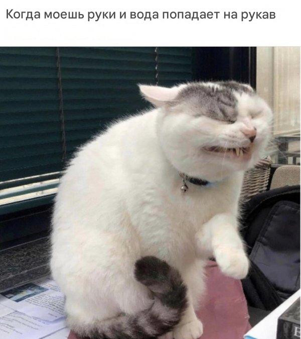 Прикольные мемы для тех, кто любит кошек: «Странный шум внизу…» 