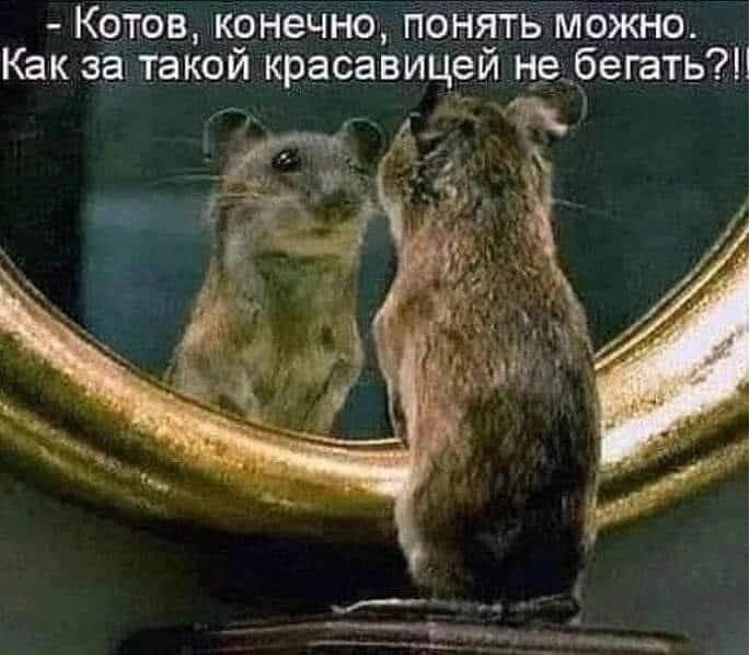 Мышь... поэтому, боюсь, Вечером, боевой, ЧерепашекНиндзя, одобрительно, пошевелит, усами, возможно, подарит, ловкостью, посохУже, Сплинтер, китайского , гимнаста, выдергивала, приманку, машины, своего, убийства