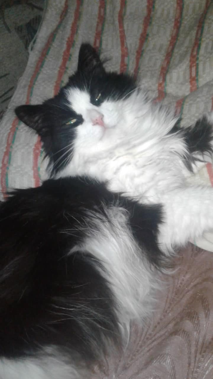 чёрно-белая кошка