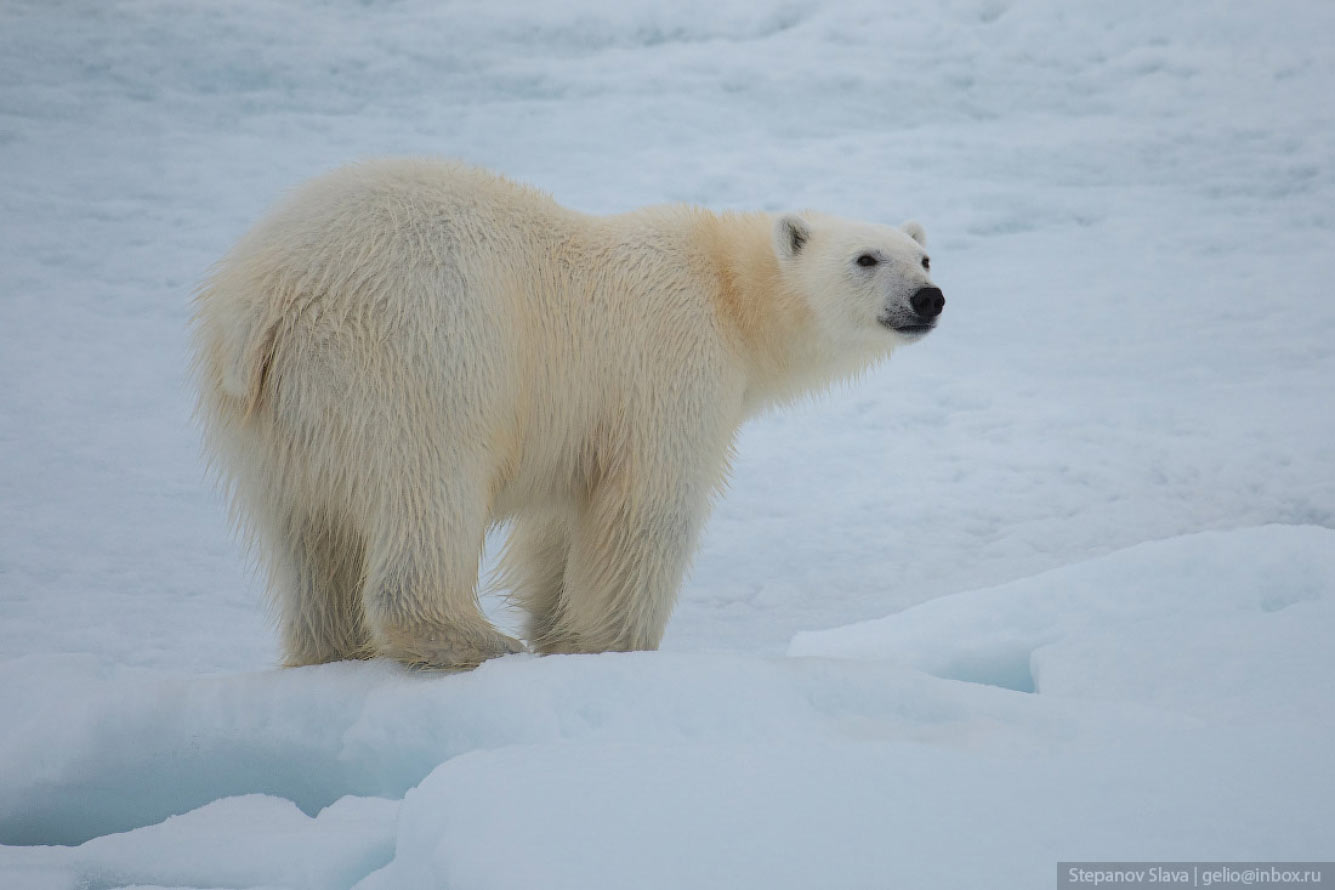Белый медведь — хозяин Арктики Путешествия,фото