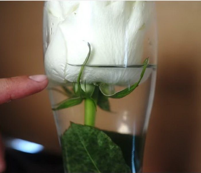 Необычный эксперимент: в каком напитке розы простоят дольше? домоодство