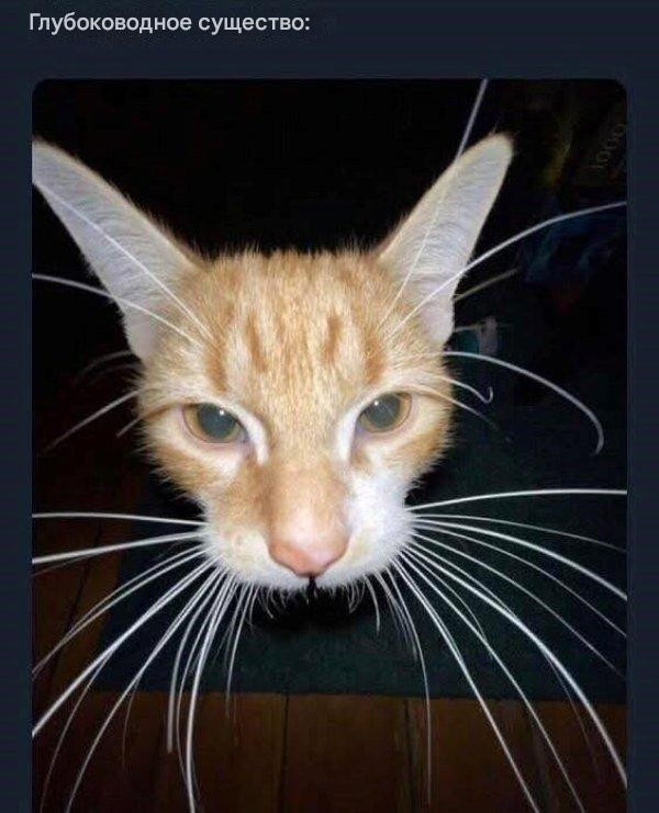 Прикольные мемы для тех, кто любит кошек: «Странный шум внизу…» 