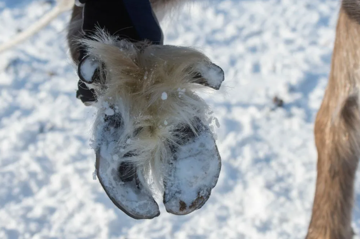 Благодаря широким копытам северный олень способен бегать не только по льду, но и по глубокому снегу и даже болотам! 