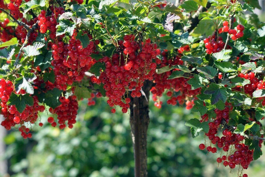 Как заставить старую смородину плодоносить, как молодую — такого урожая у вас еще не было