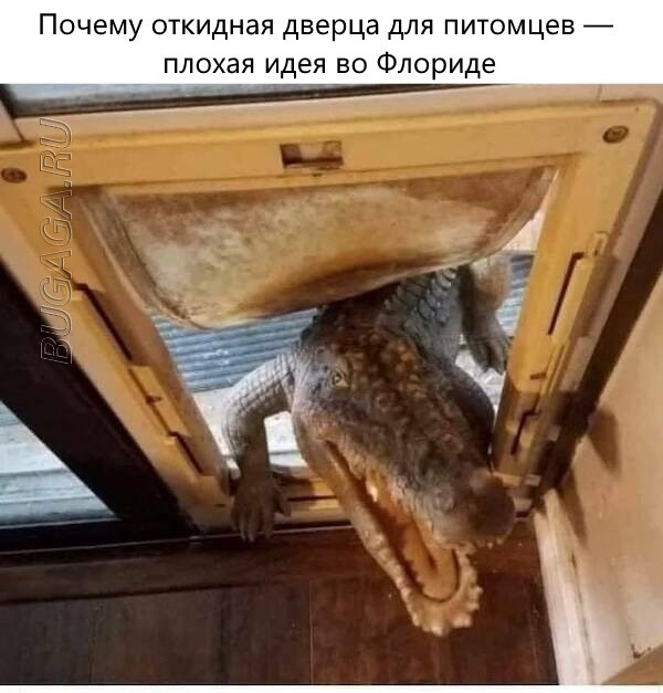 Прикольные мемы для любителей животных Прикольные мемы для любителей животных