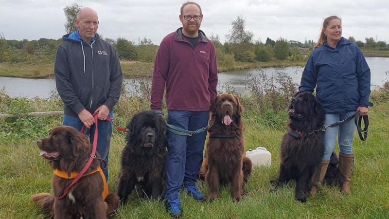 Ньюфаундленды - нежные гиганты, которые спасают жизни Ньюфаундленды - нежные гиганты, которые спасают жизни