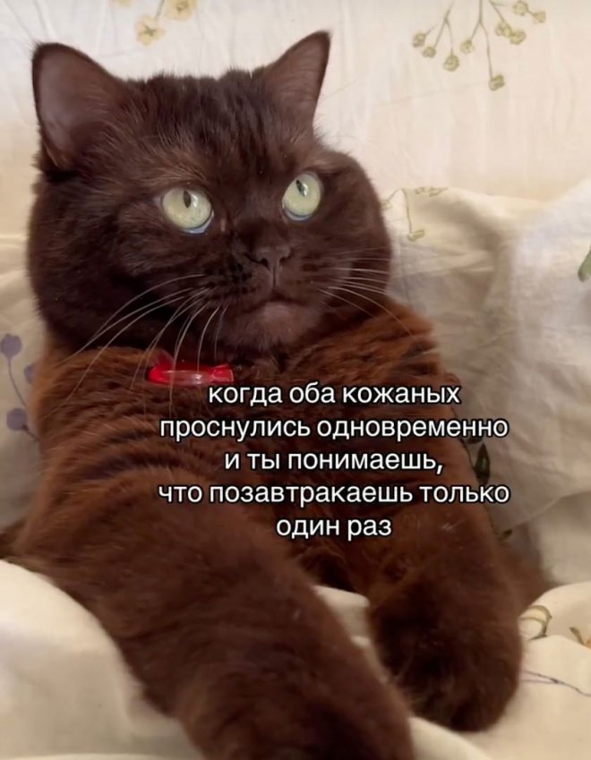 Сделав умное лицо, молчи, не выдавай себя словами! Сделав умное лицо, молчи, не выдавай себя словами!
