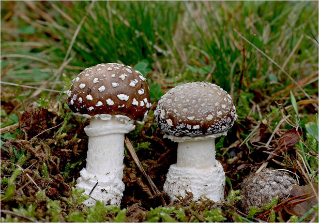 Фунги сапиенс: почему грибы куда умнее и хитрее, чем мы думали грибы, грибов, которые, очень, гриба, может, грибами, только, который, могут, Грибы, можно, вообще, потому, ничего, чтобы, всегда, всего, грибница, умеет