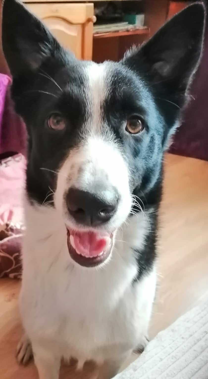 собака в доме