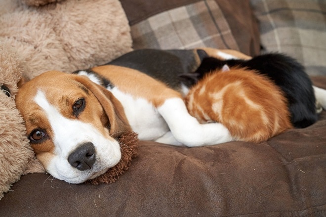 Уставшая собака