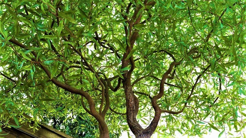 Неприхотливое растение, декоративное круглый год – настоящее украшение сада! Матсудана, своей, можно, растения, ветви, будет, также, молодые, деревце, более, форме, дерево, только, побеги, часто, отличаются, саженцы, деревья, сказать, необходимо