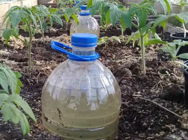 Самодельный капельный полив. Рассада увлажнена всю неделю самоделкин,сделай сам,советы