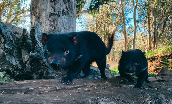 3 создания, которые исчезли с нашей планеты, но ученые вернули их обратно Культура