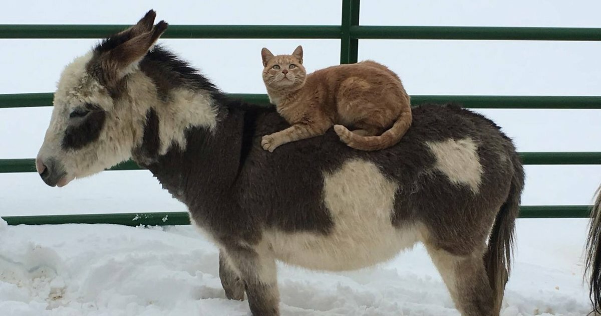 Животные, которые выбрали необычное средство передвижения (19 фото для хорошего настроения) который, становится, жизни, животные, человека, человек, любимцы, домашние, человеку, кошка, хозяина, появление, питомца, около, дикая, первая, Считается, загоняя, выслеживая, появилась