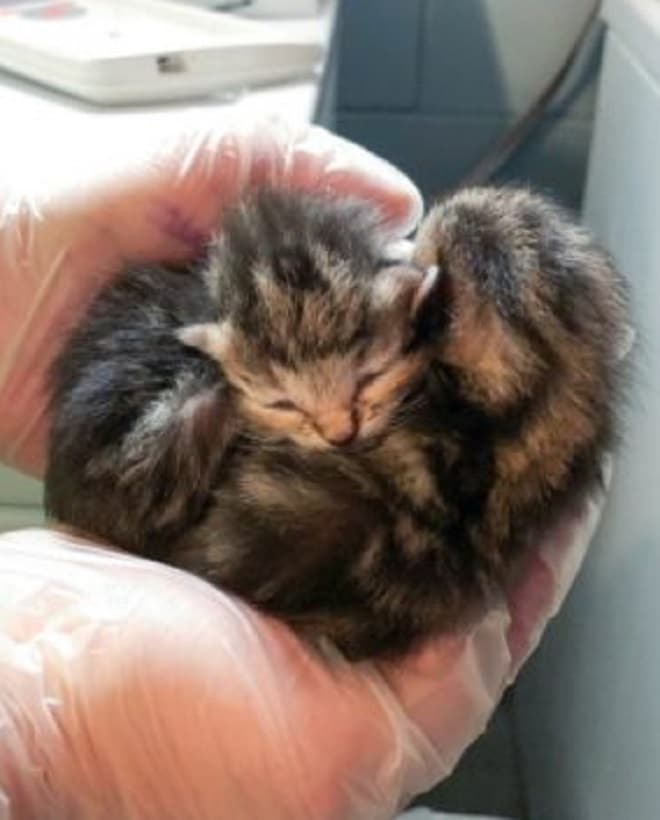 Два котенка