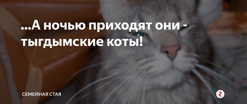 ...А ночью приходят они - тыгдымские коты!