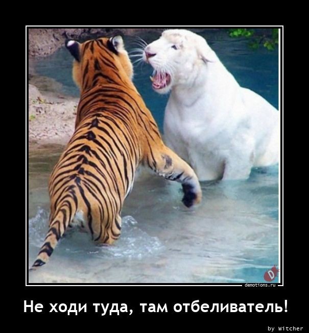 Демотивирующие картинки: «Развод и раздел имущества» 