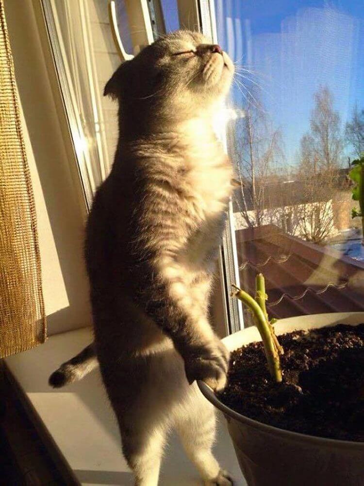 Коты просто обожают греться на солнышке картинки