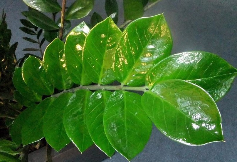 Опасный симптом: липнут листья у комнатных растений.