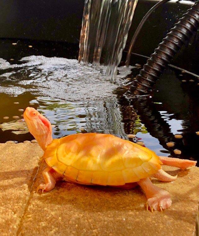 Фото редких животных и растений, о существовании которых многие точно не знали 