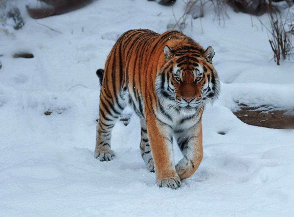 В Хабаровском крае ищут тигра, убившего собаку