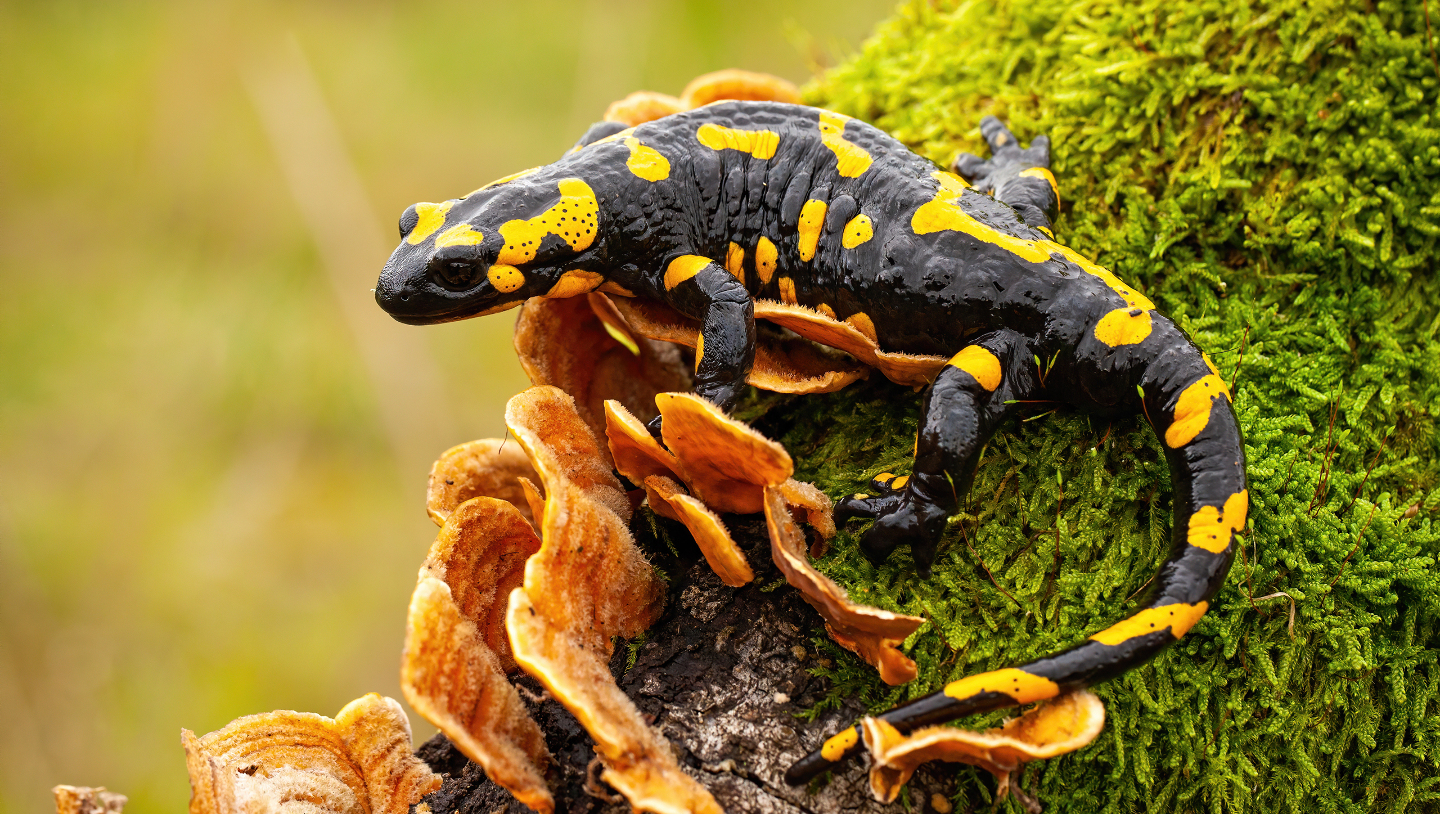 пятнистая саламандра