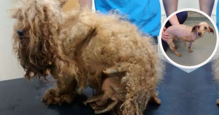 Ребята согревали его своей одеждой, а бедный песик не мог поверить в свое счастье