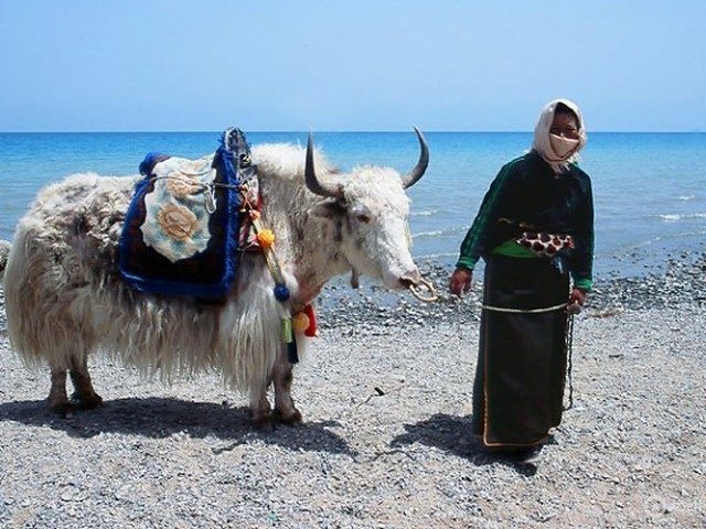 Цхинайские зарисовки Цинхай, озера, только, озеро, горами, высокими, здесь, народов, колоритная, объясняется, коктейлем, культурным, таким, Наверное, Озеро, разных, внешность, собраны, армия, многонациональная