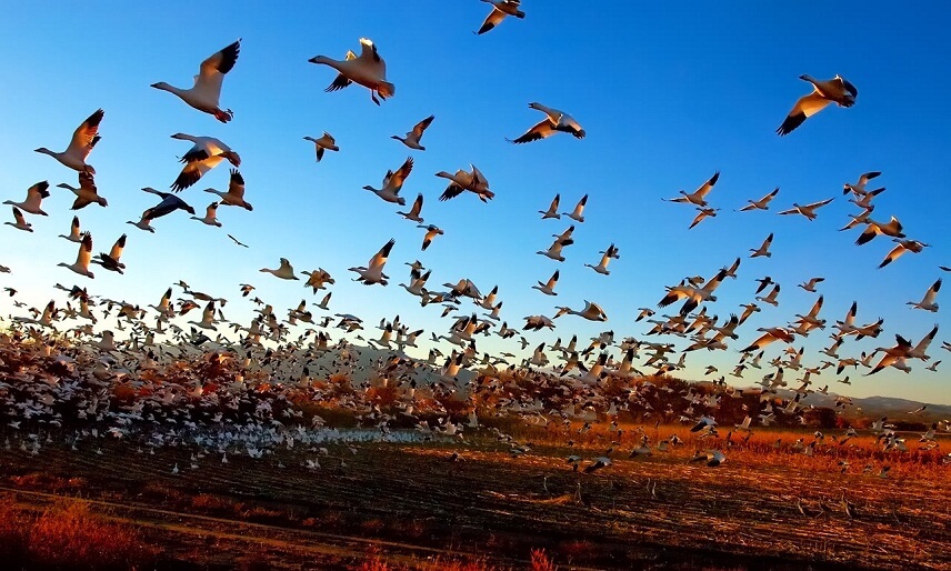 Долина падающих птиц