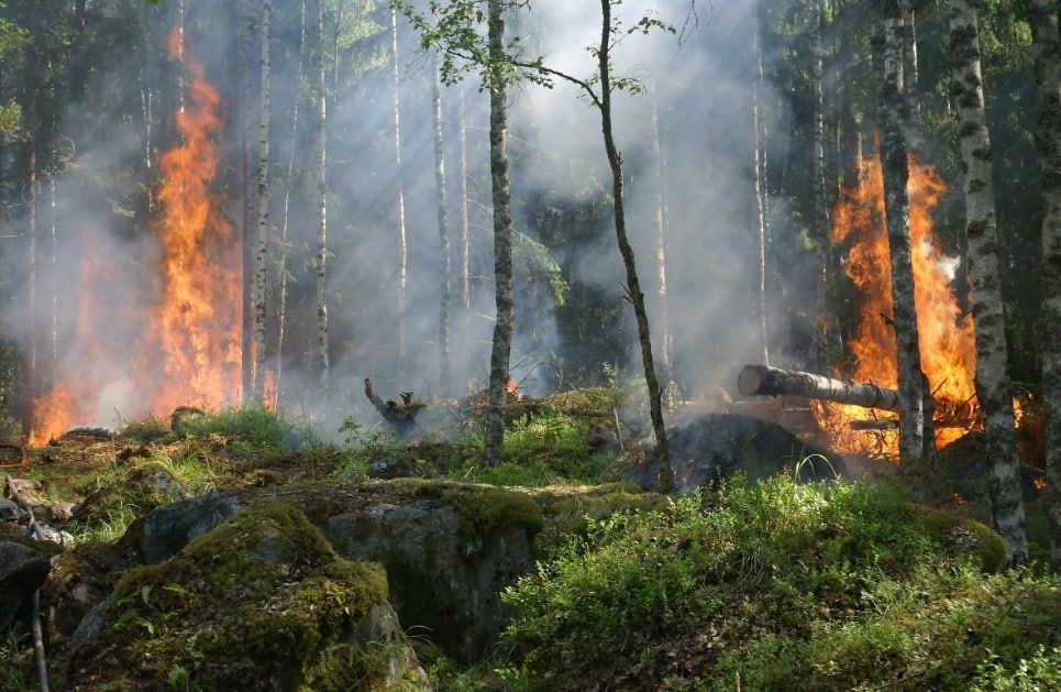 За минувшие сутки в Югре удержали площадь лесных пожаров