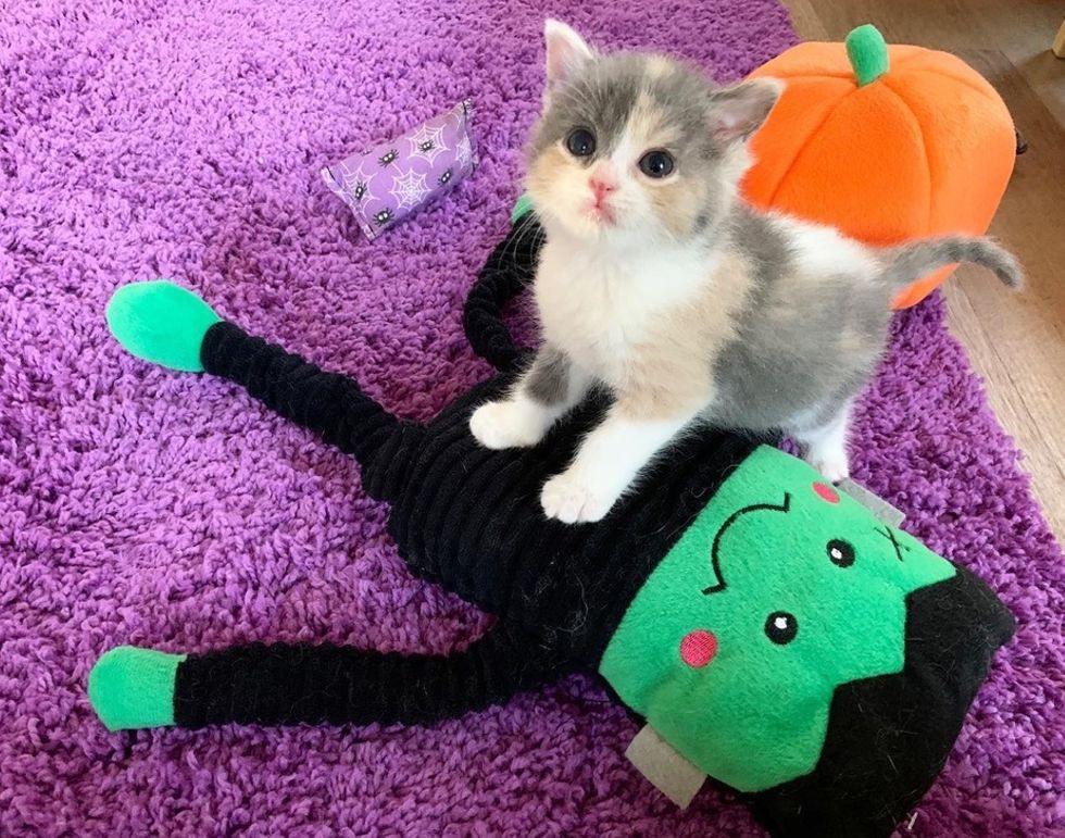 Без кота и жизнь не та