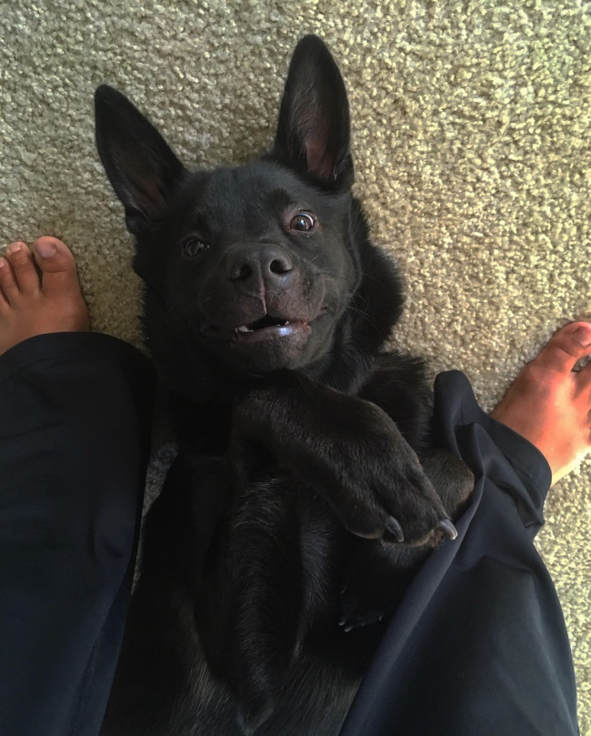 20 крутых фотографий животных, которые подняли всем настроение 20 крутых фотографий животных, которые подняли всем настроение