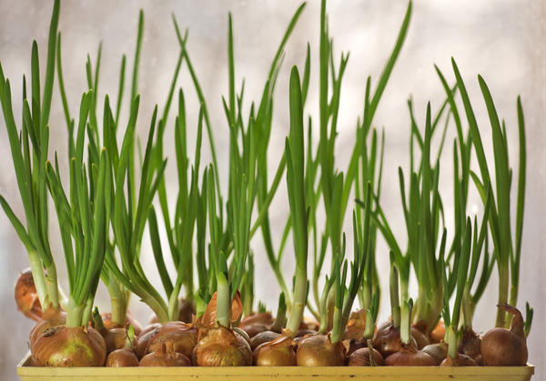 Как вырастить зеленый лук и чеснок на подоконнике огород на подоконнике,сделай сам